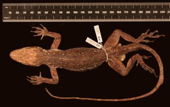 Media type: image;   Herpetology R-125611